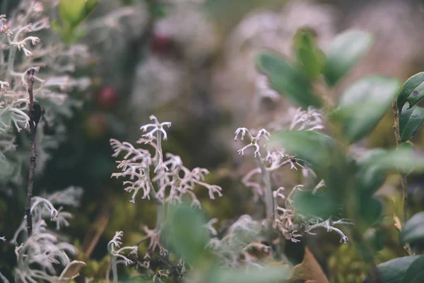 Olgun kırmızı İsveç kirazı, partridgeberry veya Fuska çam içinde büyür 