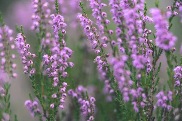 Orman heather çiçek ve bahar - vintage film loo çiçekleri