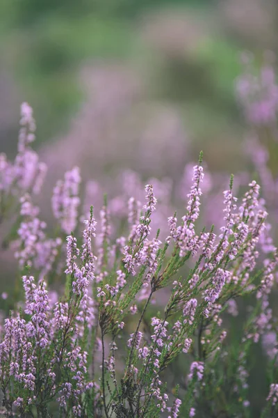 Flores de brezo del bosque y flores en primavera - vintage film loo — Foto de Stock