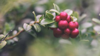 Olgun kırmızı İsveç kirazı, partridgeberry veya Fuska çam içinde büyür 