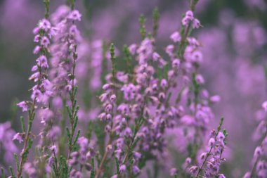 Orman heather çiçek ve bahar - vintage film loo çiçekleri