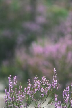 Orman heather çiçek ve bahar - vintage film loo çiçekleri