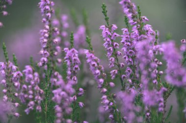 Orman heather çiçek ve bahar - vintage film loo çiçekleri