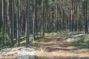 Orman - vintage etkisi ülkede yol