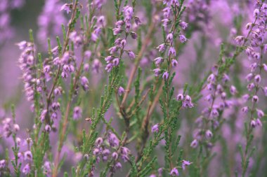 Orman heather çiçek ve bahar - vintage film loo çiçekleri