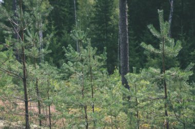 Genç bahar Ladin ağacı çiçekleri yeşil arka plan üzerinde - vintage 