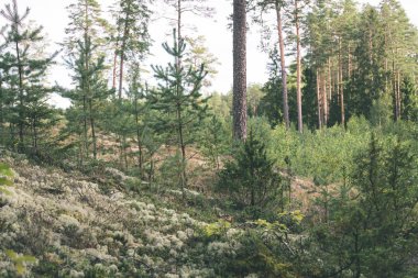 Genç bahar Ladin ağacı çiçekleri yeşil arka plan üzerinde - vintage 