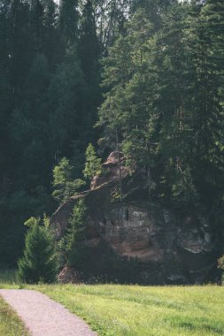 Beautyful sabah orman Nehri - vintage etkisi ışık