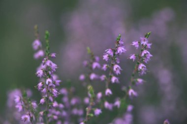 Orman heather çiçek ve bahar - vintage film loo çiçekleri