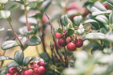Olgun kırmızı İsveç kirazı, partridgeberry veya Fuska çam içinde büyür 