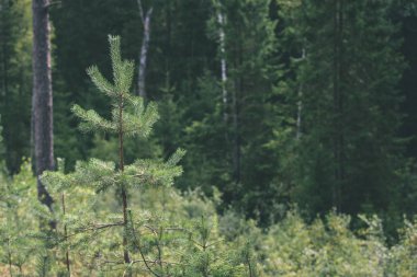 Genç bahar Ladin ağacı çiçekleri yeşil arka plan üzerinde - vintage 