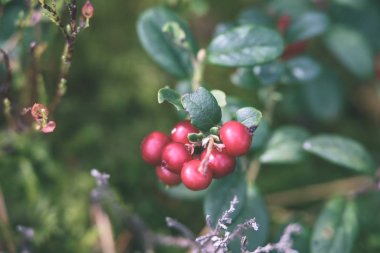 Olgun kırmızı İsveç kirazı, partridgeberry veya Fuska çam içinde büyür 