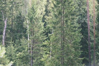 Genç bahar Ladin ağacı çiçekleri yeşil arka plan üzerinde - vintage 