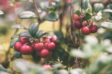 Olgun kırmızı İsveç kirazı, partridgeberry veya Fuska çam içinde büyür 