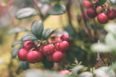 Olgun kırmızı İsveç kirazı, partridgeberry veya Fuska çam içinde büyür 