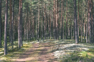 Orman - vintage etkisi ülkede yol