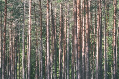 yemyeşil bahar erken yeşillik - in canlı yeşil bahar taze yaprakları