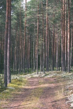 Orman - vintage etkisi ülkede yol