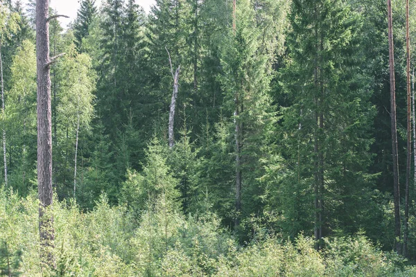 Genç bahar Ladin ağacı çiçekleri yeşil arka plan üzerinde - vintage 