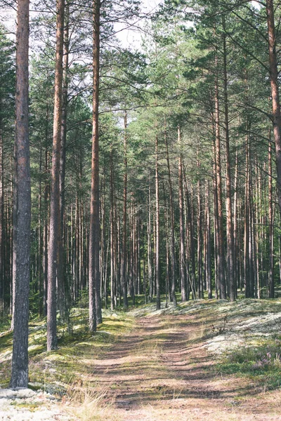 Orman - vintage etkisi ülkede yol
