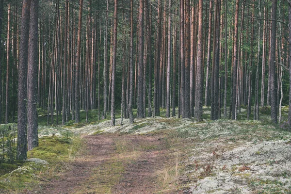 Orman - vintage etkisi ülkede yol