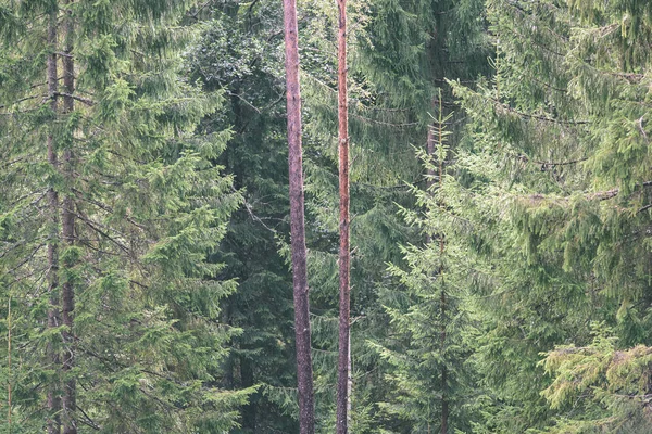 Genç bahar Ladin ağacı çiçekleri yeşil arka plan üzerinde - vintage 