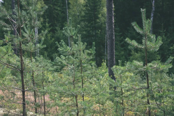 Genç bahar Ladin ağacı çiçekleri yeşil arka plan üzerinde - vintage 