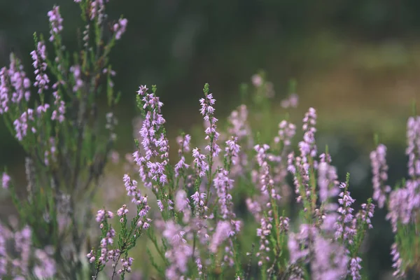Orman heather çiçek ve bahar - vintage film loo çiçekleri