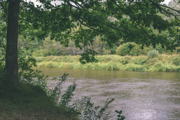 Ramas de roble sobre el río de verano - efecto vintage — Foto de Stock