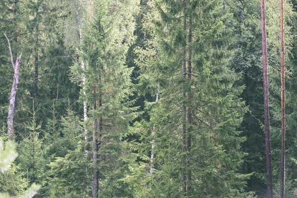 Genç bahar Ladin ağacı çiçekleri yeşil arka plan üzerinde - vintage 