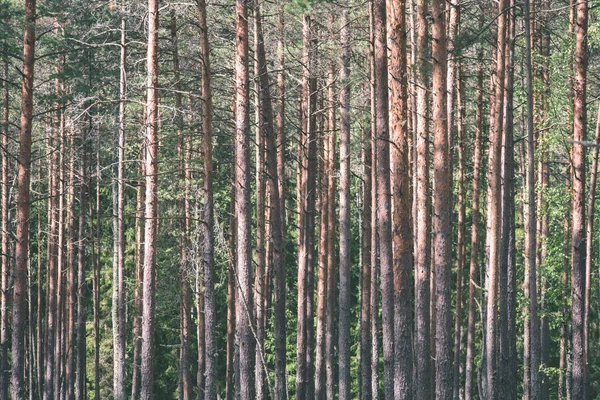 yemyeşil bahar erken yeşillik - in canlı yeşil bahar taze yaprakları
