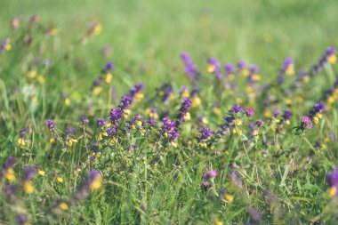 yaz ortası kırsal çayır çiçekli - vintage eski bak