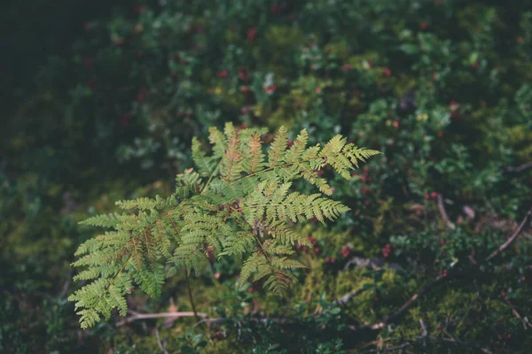 Bela samambaia verde folhas sob a luz do sol na floresta vintag — Fotografia de Stock