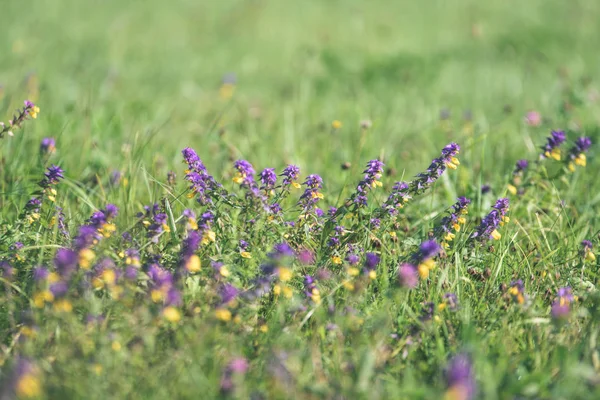yaz ortası kırsal çayır çiçekli - vintage eski bak