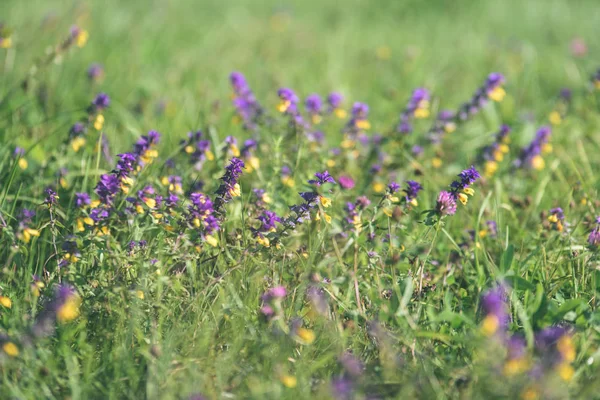 한여름 시골 풀밭 꽃-오래 된 빈티지 볼 — 스톡 사진