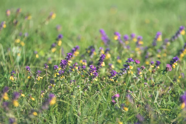 yaz ortası kırsal çayır çiçekli - vintage eski bak