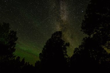 Güzel Samanyolu galaksisinin bir gece gökyüzü ve ağaç silüeti
