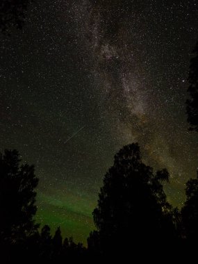 Güzel Samanyolu galaksisinin bir gece gökyüzü ve ağaç silüeti