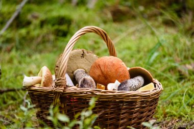 mantar ile orman heather önünde ahşap dokuma sepeti