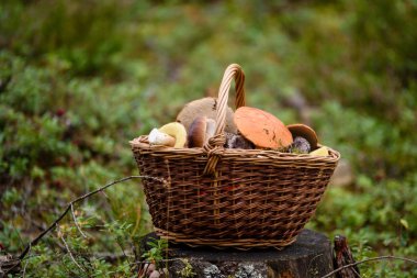 mantar ile orman heather önünde ahşap dokuma sepeti