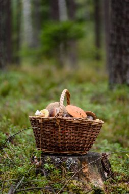 mantar ile orman heather önünde ahşap dokuma sepeti
