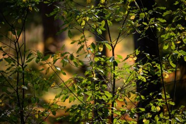 yanan kırmızı huş ağacı içinde kuru güneşli sonbahar yaprakları