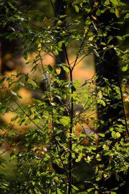 yanan kırmızı huş ağacı içinde kuru güneşli sonbahar yaprakları