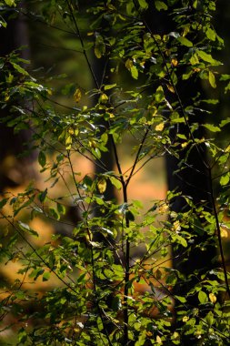 yanan kırmızı huş ağacı içinde kuru güneşli sonbahar yaprakları