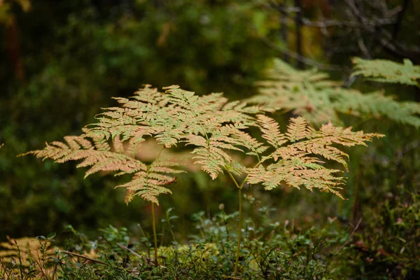 Verbrennung roter Farnblätter im trockenen, sonnigen Herbst — Stockfoto