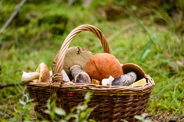 mantar ile orman heather önünde ahşap dokuma sepeti