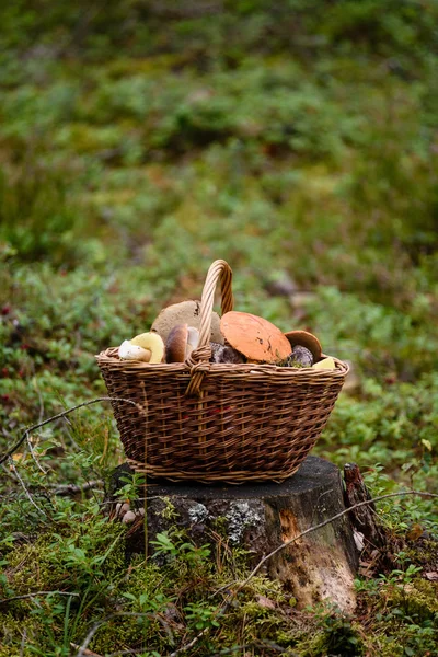mantar ile orman heather önünde ahşap dokuma sepeti