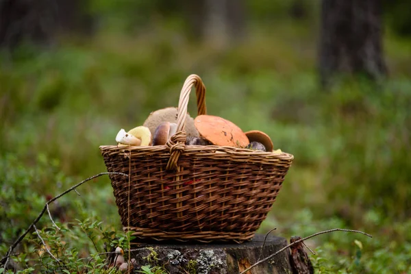 mantar ile orman heather önünde ahşap dokuma sepeti