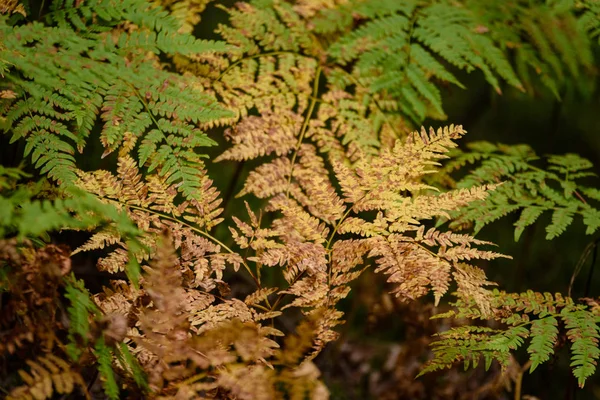 Hojas de helecho rojo ardientes en otoño soleado seco — Foto de Stock