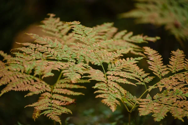 Bruciando foglie di felce rossa in autunno soleggiato secco — Foto Stock